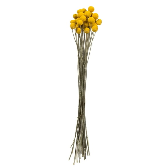 Vickerman 16-18" Yellow Billy Buttons. 25-30 stem bundle, Dried