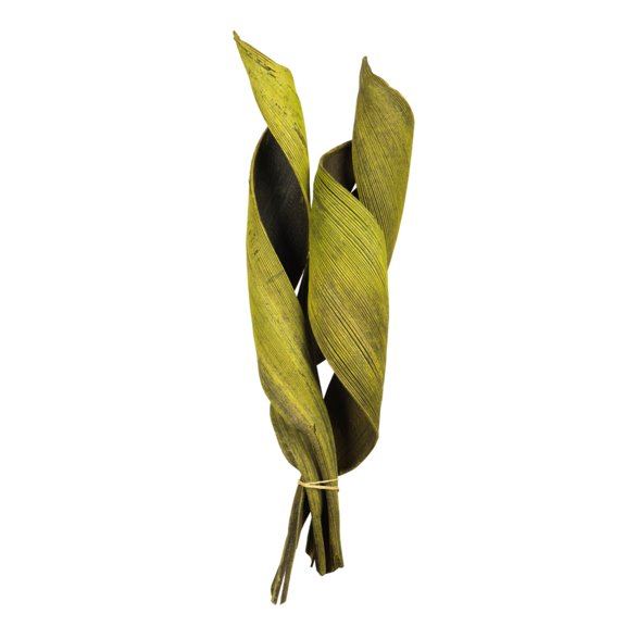 Vickerman 16 - 20" Basil Coco Paddle - Curled 6 Piece Bundle, Dried