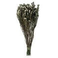 thumbnail image 1 of Vickerman 16-22" Natural Cotton Phylica Flower, 4-5 oz Bundle, Preserved, 1 of 4