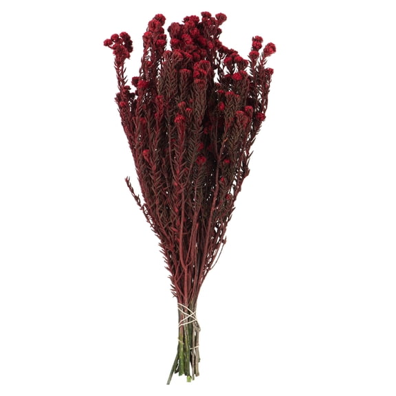 Vickerman 16-22" Red Cotton Phylica Flower, 4-5 oz Bundle, Preserved
