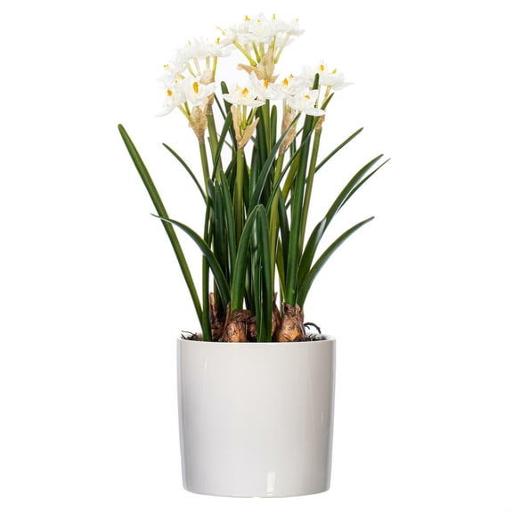 Vickerman 16.5" Artificial White Daffodil in Ceramic Pot.