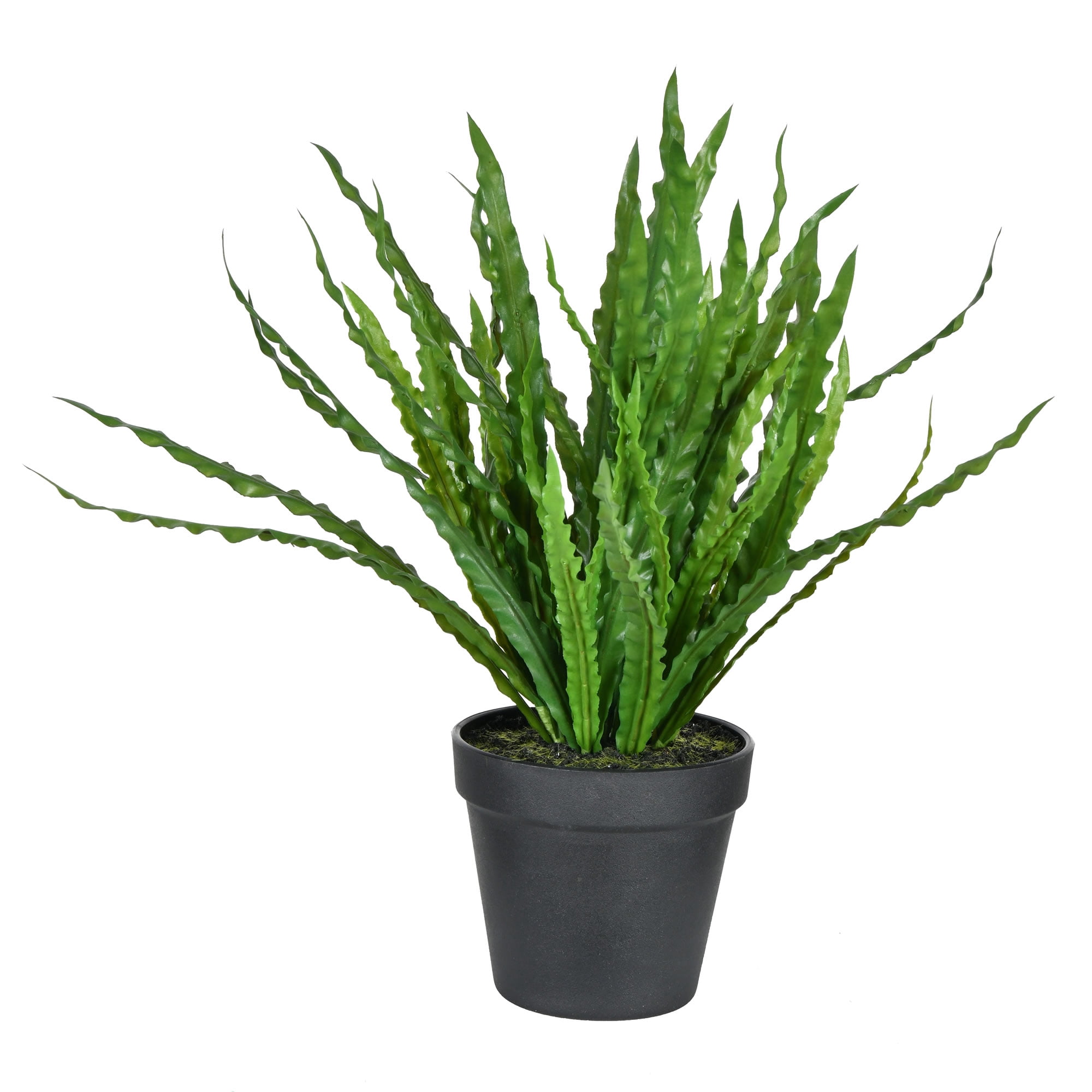 buy zz plant melbourne Zanzibar Gem  Easiest Low-Maintenance Indoor Plant