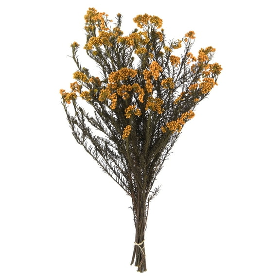 Vickerman 16" Autumn Rice Flower. Comes in a 4.25 oz Bundle. Preserved