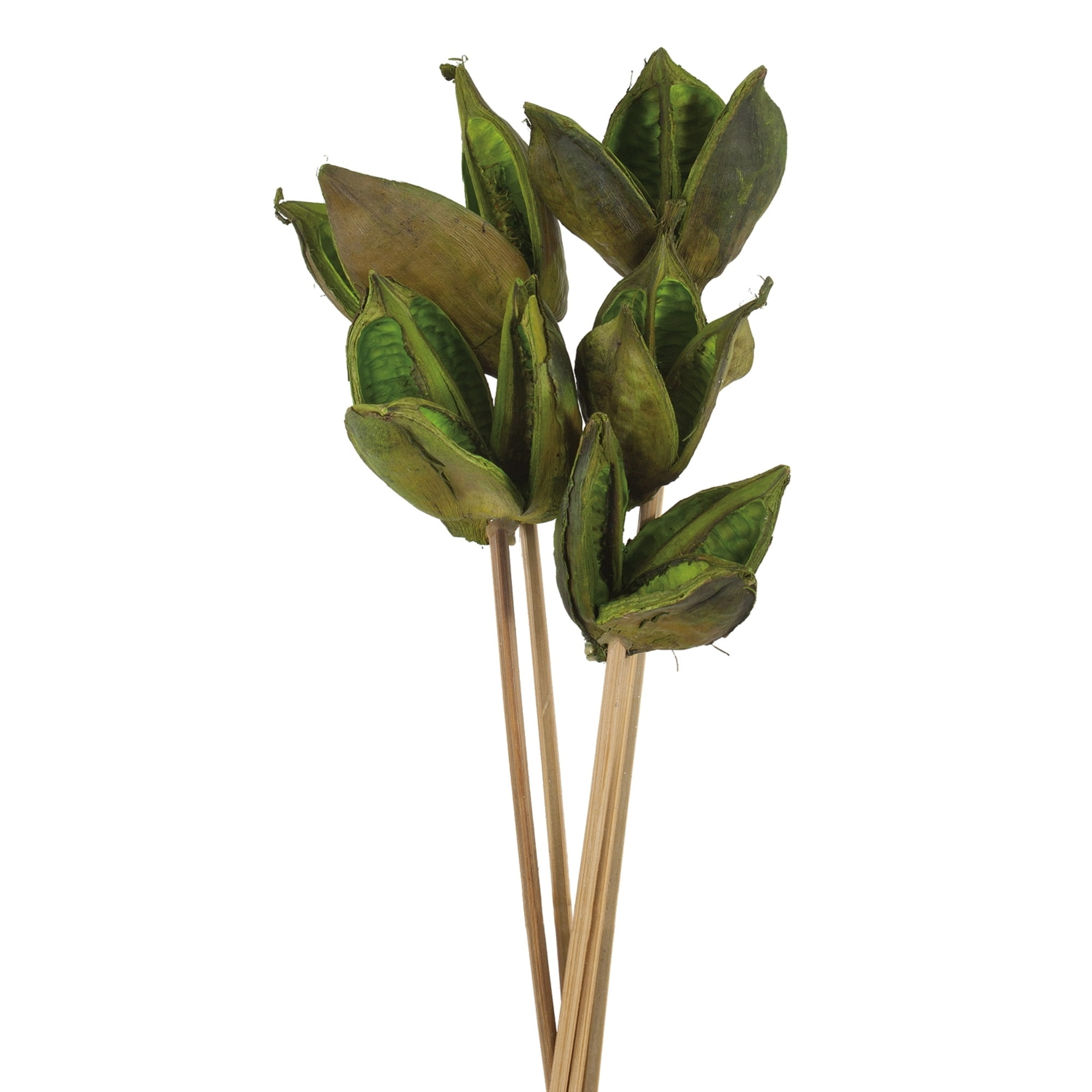 Vickerman 16" Basil Sora Pod attached to a Wood Stem.  Includes 5 Stems per Pack, Dried