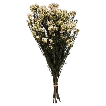 Vickerman 16" Natural Blush Rice Flower. Comes in a 4.25 oz Bundle. Preserved