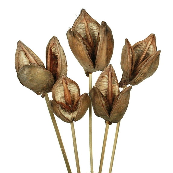 Vickerman 16" Natural Sora Pod attached to a Wood Stem. Includes 10 Stems per Pack, Dried
