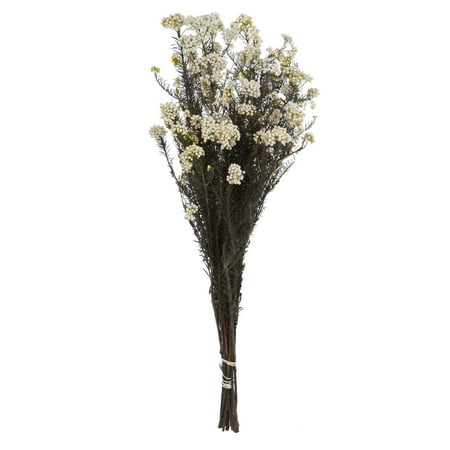 Vickerman 16" Natural White Rice Flower. Comes in a 4.25 oz Bundle. Preserved