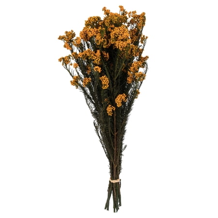 Vickerman 16" Yellow Rice Flower. Comes in a 4.25 oz Bundle. Preserved