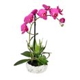 thumbnail image 1 of Vickerman 17" Artificial Potted Lavender Orchid., 1 of 2