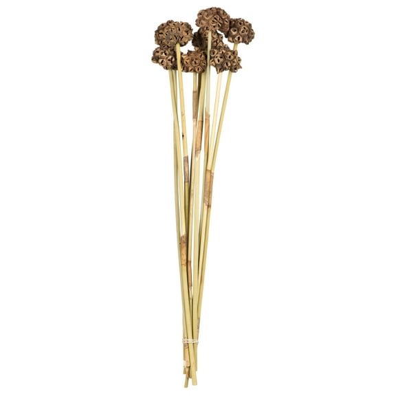 Vickerman 18-24" Natural Spider Knobs on Reed Stem, 9 stems, Dried