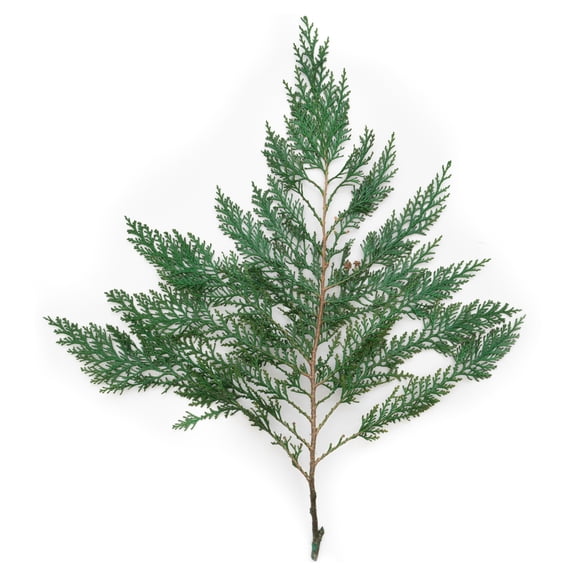 Vickerman 18-24" Port Orford Green Cedar Branches, 15Lb Box, Preserved