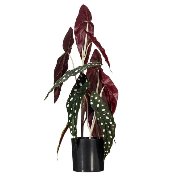 Vickerman 18" Begonia Maculata in Black Planter's Pot.