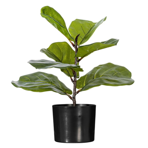 Vickerman 18" Green Fiddle Leaf Plant in Mini Black Pot.