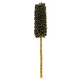 thumbnail image 1 of Vickerman H2CRSS100 18 in. Dried Cirius Stem, Basil - 6 per Bag, 1 of 1