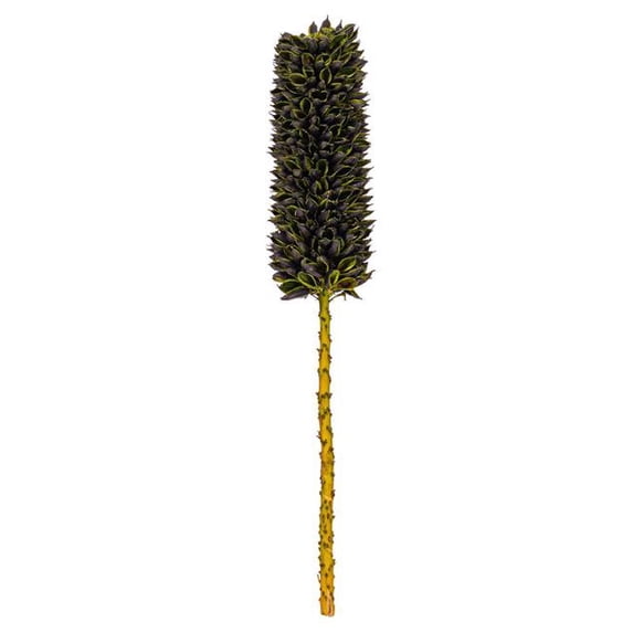 Vickerman H2CRSS100 18 in. Dried Cirius Stem, Basil - 6 per Bag