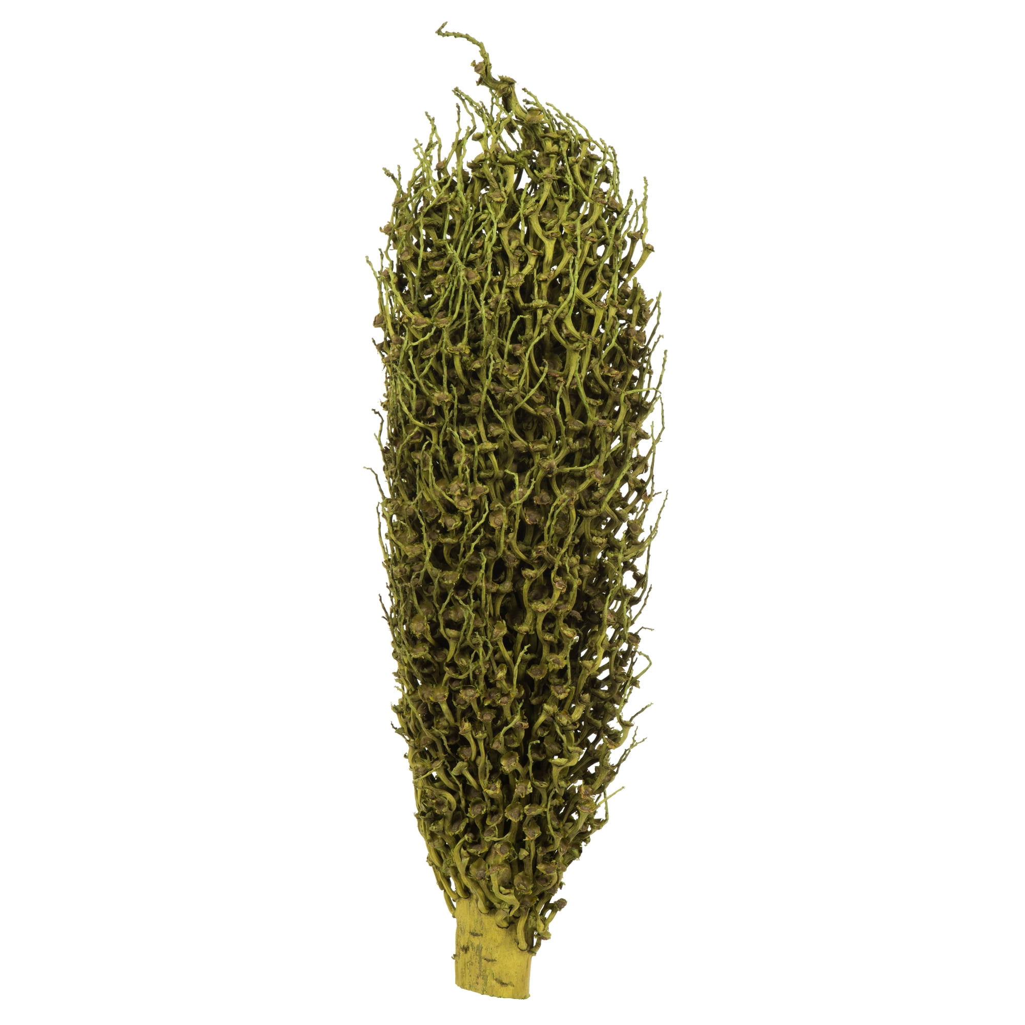 Vickerman 18 x 5" Basil Olympia Seed Pod - Small/Petite, 1 piece, Dried