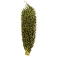 thumbnail image 1 of Vickerman 18 x 5" Basil Olympia Seed Pod - Small/Petite, 1 piece, Dried, 1 of 5