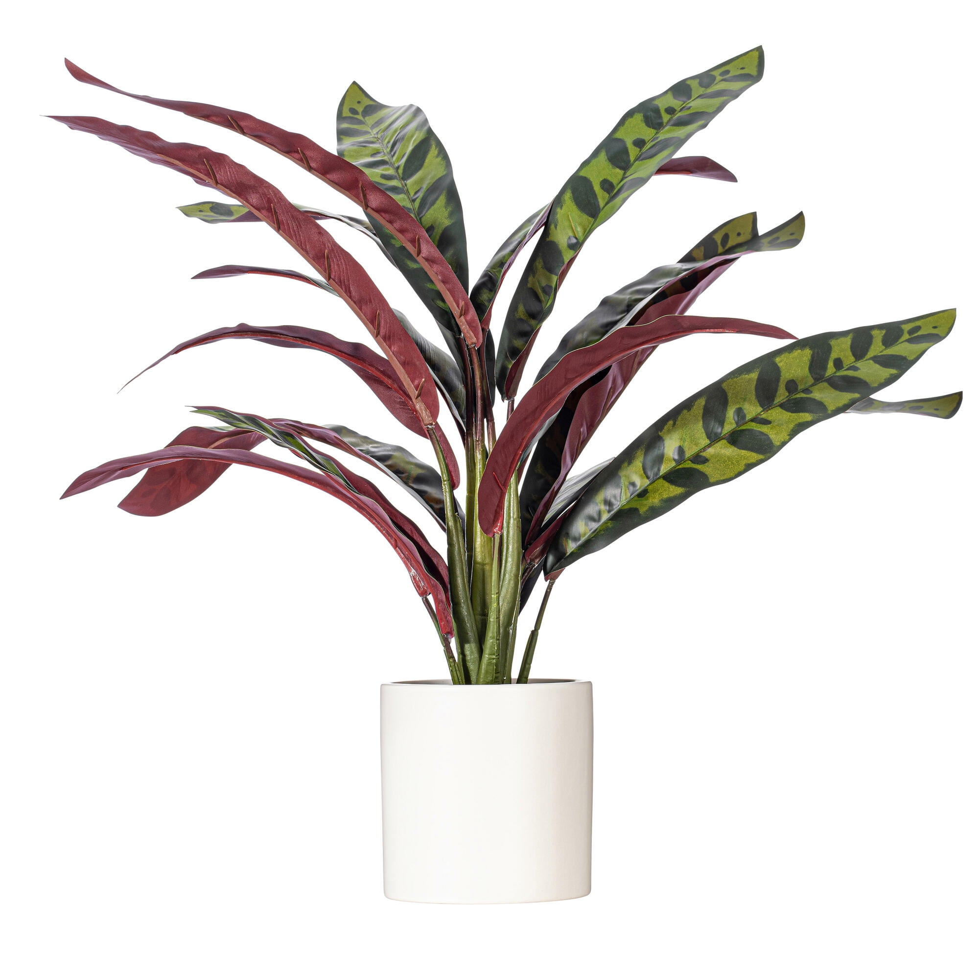 Vickerman 19" Rattlesnake Calathea Lancifolia in White Ceramic Pot. -  Walmart Business Supplies