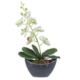 thumbnail image 1 of Vickerman 20.5" Green Orchid in Oval Container, 1 of 2