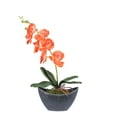 thumbnail image 1 of Vickerman 20.5" Orange Orchid in Oval Container, 1 of 2