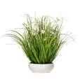 thumbnail image 1 of Vickerman 21" Artificial Potted Cream Cosmos and Green Grass., 1 of 2