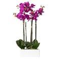 thumbnail image 1 of Vickerman 21" Artificial Purple Orchid in Ceramic Pot, 1 of 6