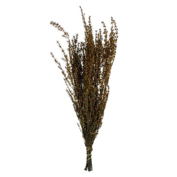 Vickerman 22-26" Aspen Gold Grabia, 5-6 oz Bundle, Preserved