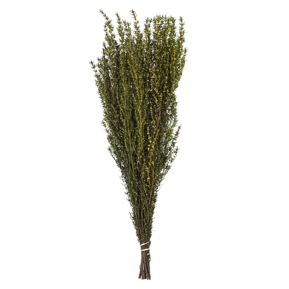 Vickerman 22-26" Yellow Grabia, 5-6 oz Bundle, Preserved