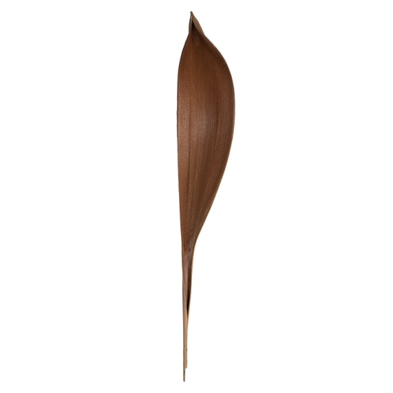 Vickerman 24-30" Natural Palm Paddle, Set of 3, Dried