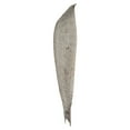 thumbnail image 1 of Vickerman 24-30" White Wash Palm Paddle. Includes 3 Paddle per Pack, Dried, 1 of 5