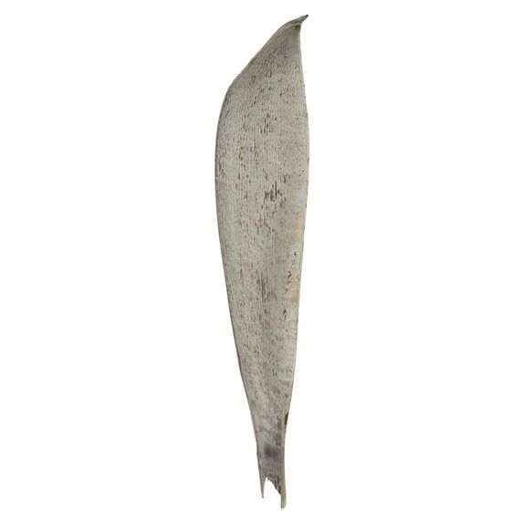 Vickerman 24-30" White Wash Palm Paddle. Includes 3 Paddle per Pack, Dried