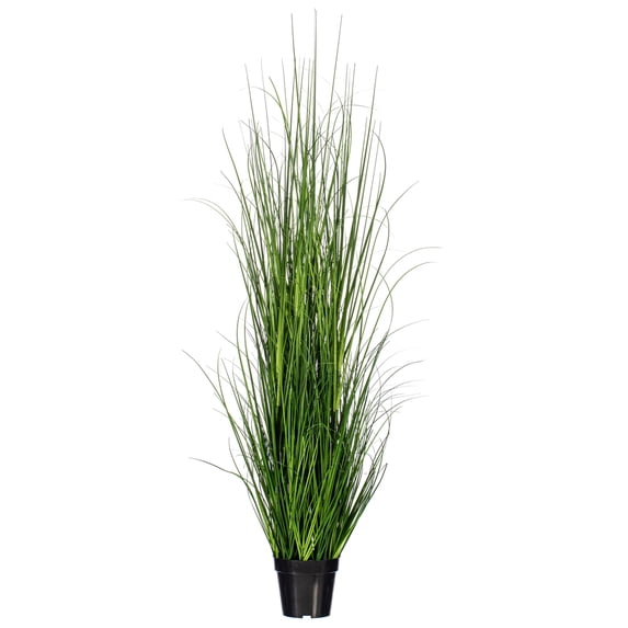 24" Green Lemongrass Potted