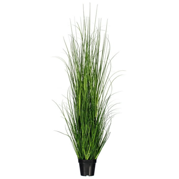 24" Green Lemongrass Potted