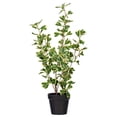 thumbnail image 1 of 24" Variegated Triangle Ficus Potted, 1 of 2