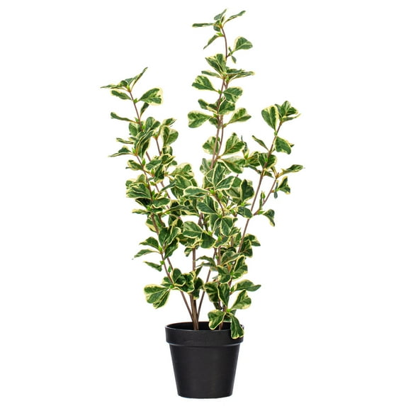 24" Variegated Triangle Ficus Potted