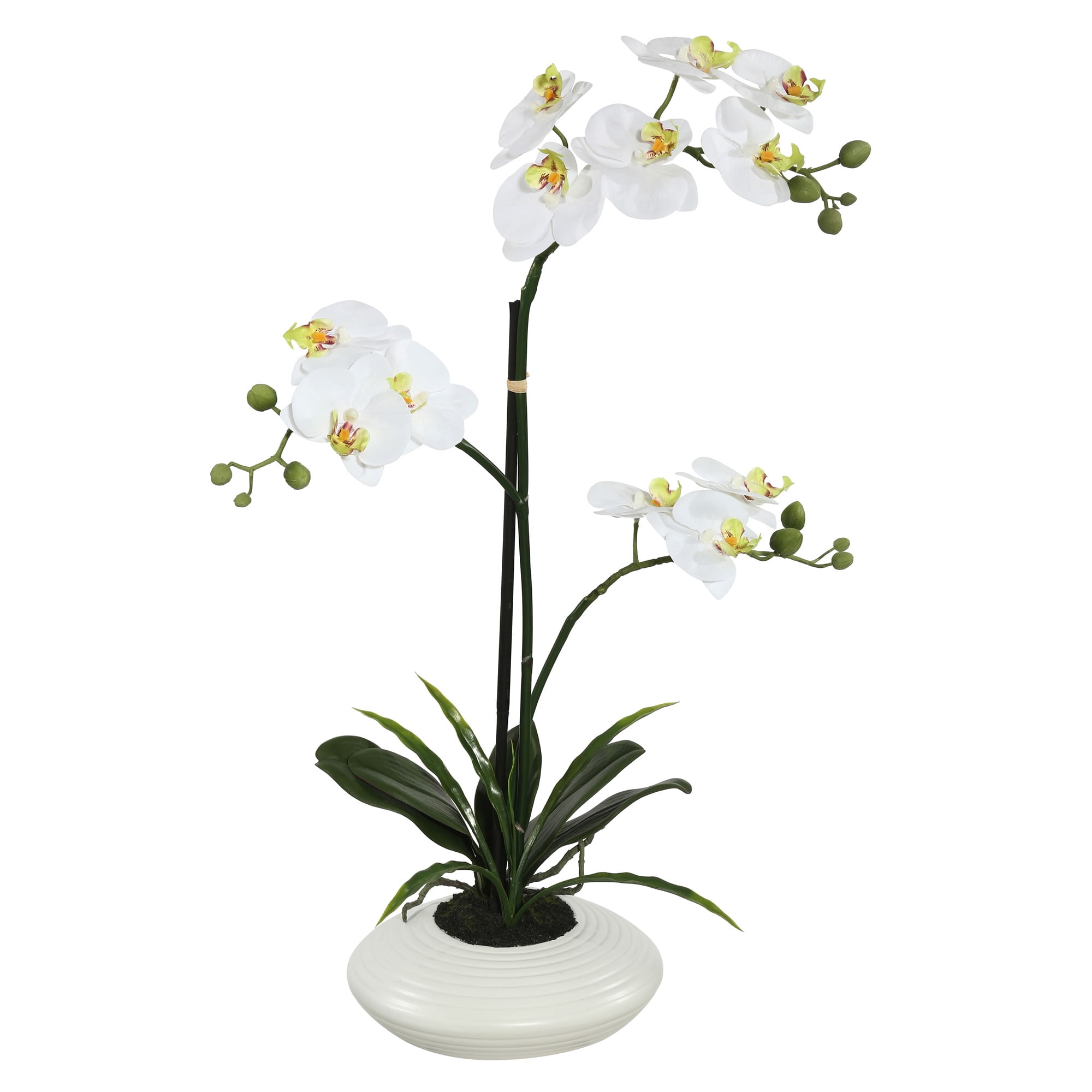 Elegant 25" White Orchid in Ceramic Pot Centerpiece