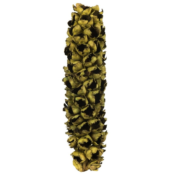 Vickerman 26-28" Basil Giant Seed Pod - Half