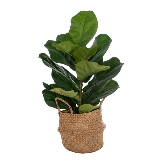 Vickerman 27" Green Fiddle Leaf in Woven Basket The pot measures 7" x 7" x 7.5".