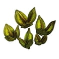 thumbnail image 1 of Vickerman 3-4" Light Basil Sora Pod, 250 pieces per bulk case, Dried, 1 of 2