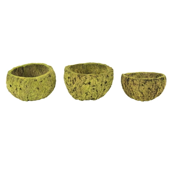 Vickerman 3" Wide Basil Mayan Coconut, 10 per Pack, Dried