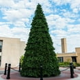 thumbnail image 1 of Vickerman 30' x 183" Grand Teton Frame Artificial tree with 44250 PVC tips and 18450 Warm White Lights, 1 of 1