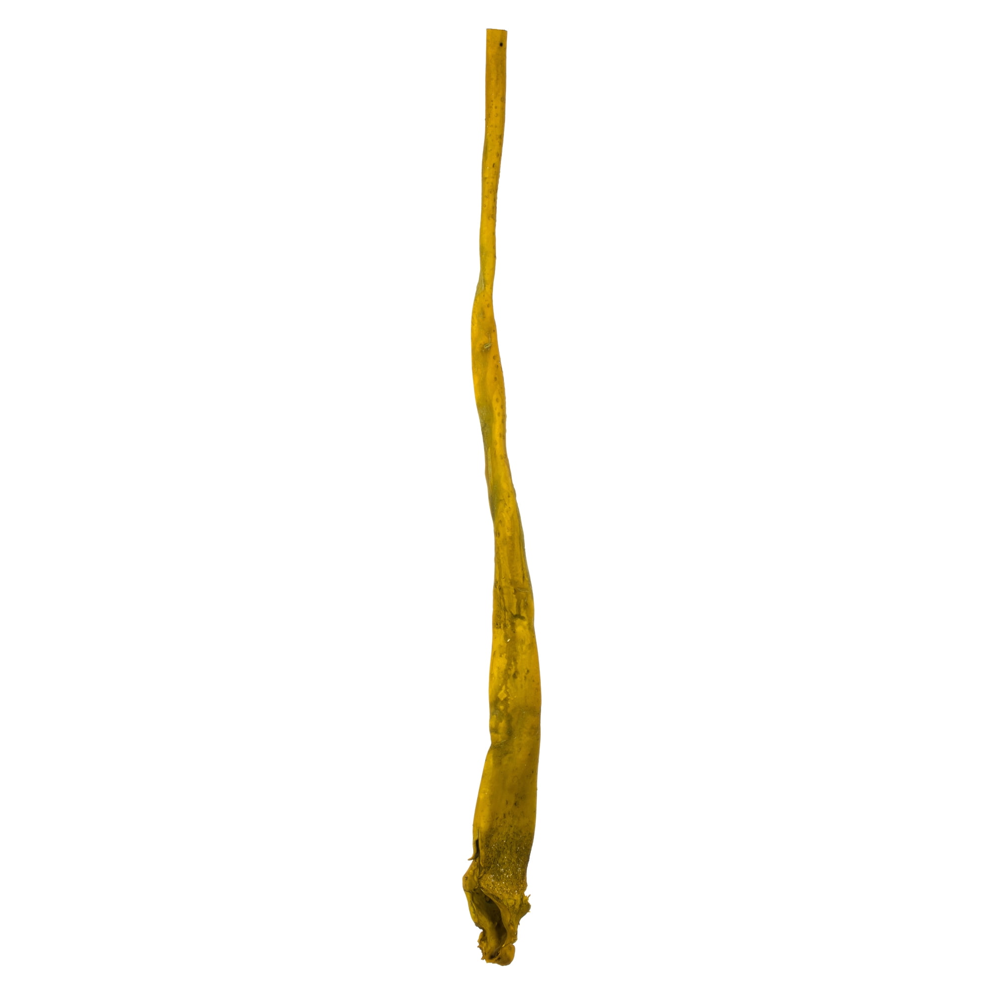 Vickerman 36-38" Basil Kelp - (Sea Kelp),  1 piece per pack, Dried