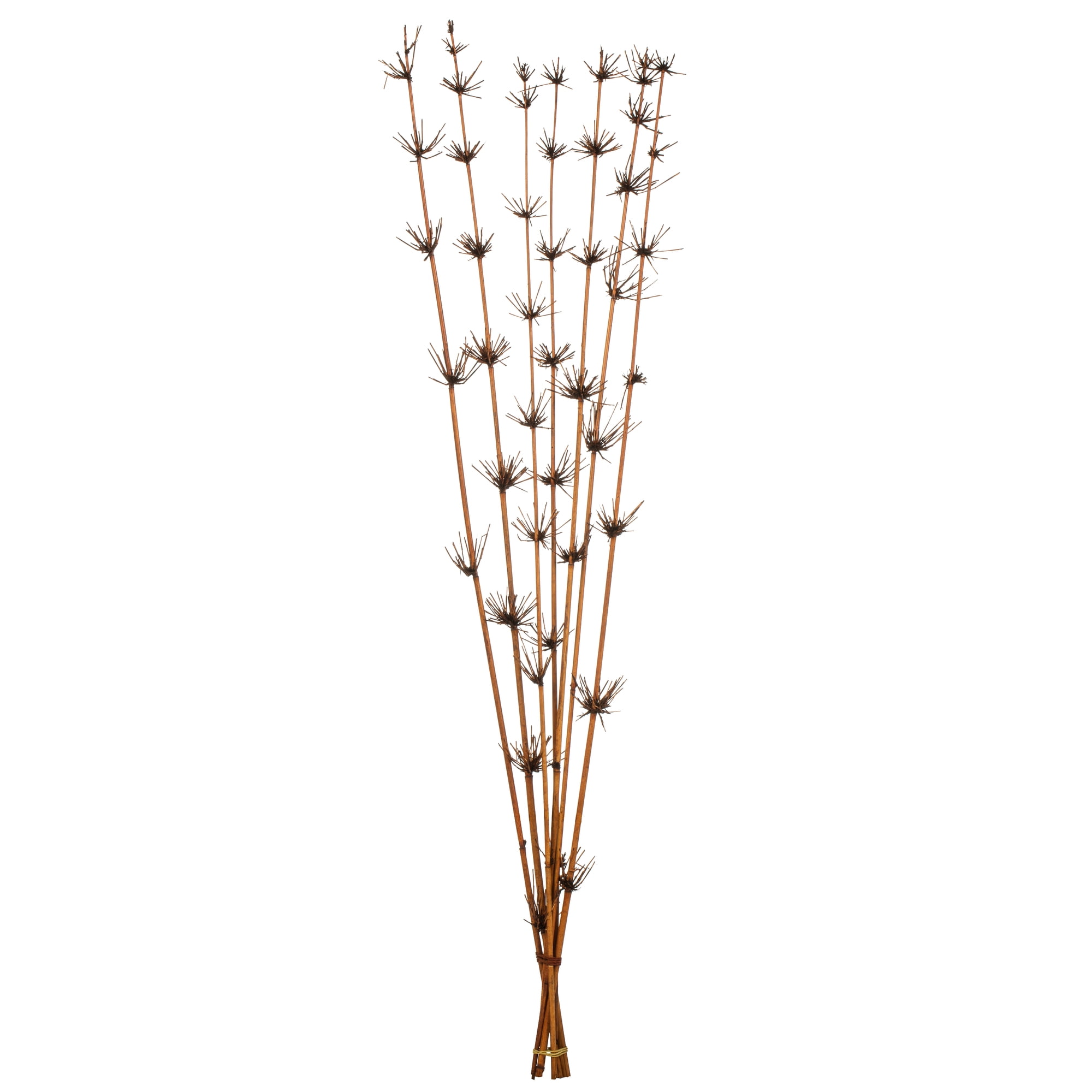 Vickerman 36-40" Brown Star Bamboo Reed, 7 stems, Dried