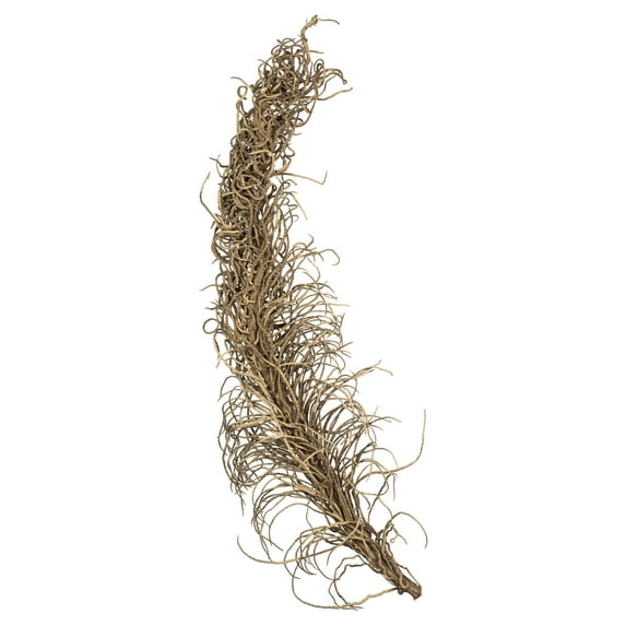 Vickerman 36-40" Natural Medusa Branch - medium, 1 piece, Dried