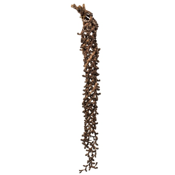 Vickerman 36-44" Natural Ladder Branches - XL, curled, 5 stems, Dried