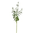 thumbnail image 1 of Vickerman 36" Artificial Green Money Leaf Spray., 1 of 2