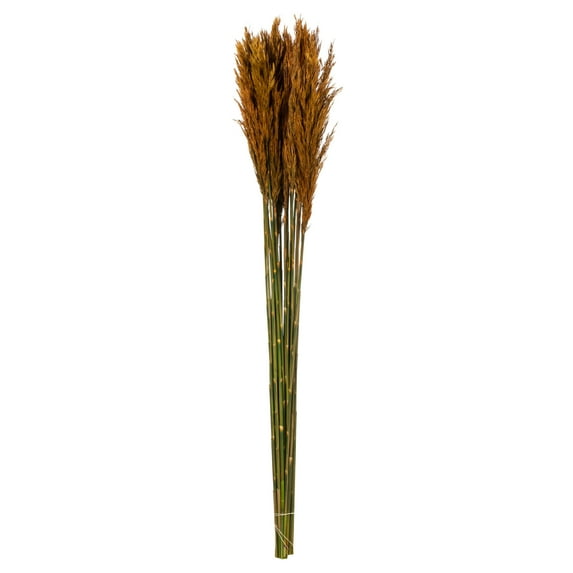 Vickerman 36" Autumn Plume Reed Bundle (15-20 stems), Preserved