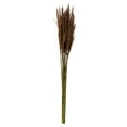 thumbnail image 1 of Vickerman 36" Brown Plume Reed Bundle, (30-40 stems), Preserved, 1 of 5