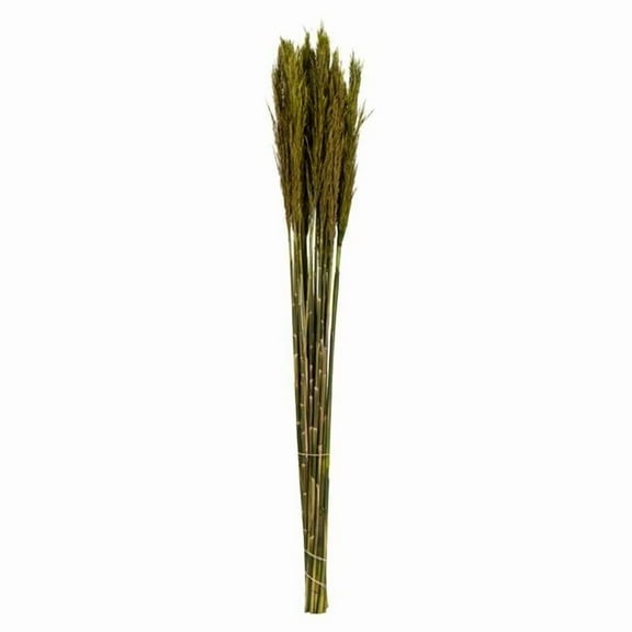 Vickerman 36" Green Plume Reed Bundle (15-20 stems), Preserved