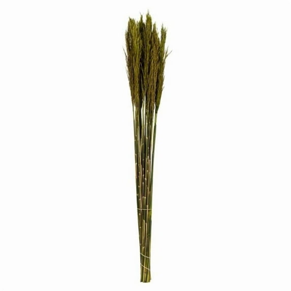 Vickerman 36" Green Plume Reed Bundle (15-20 stems), Preserved